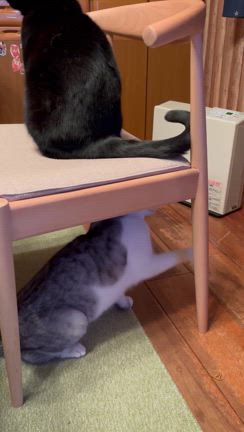 まさくんとくろくんの記事動画