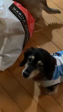 プラごみに取り憑かれた愛犬の記事動画