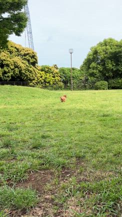 アフォガードの記事動画