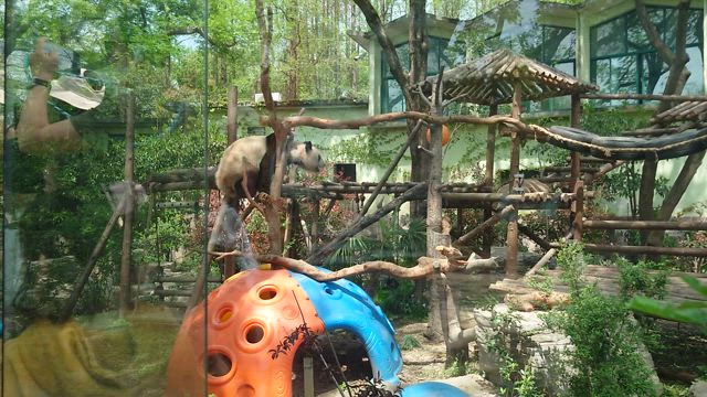 2025 上海動物園の記事動画