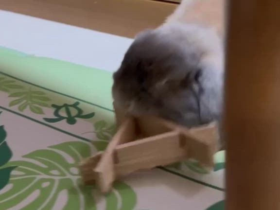 珍しく遊んでるーの記事動画