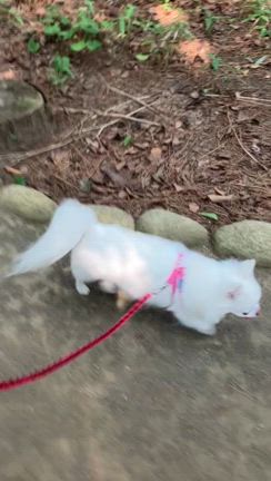 暑いけどお散歩の記事動画