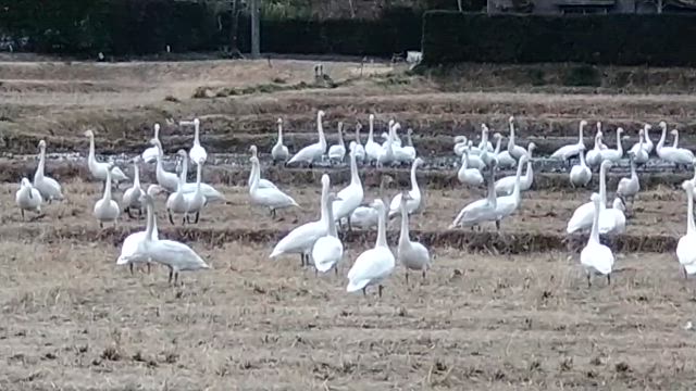 凄かった＼(^o^)／の記事動画