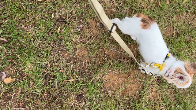 尻尾ゆらゆらの記事動画