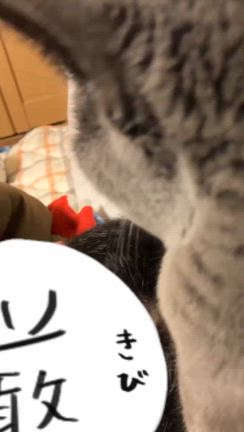 15年経ちましたPRですの記事動画