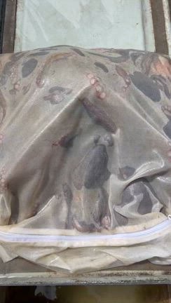 タコ釣りの記事動画