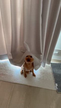 帰りましたの記事動画