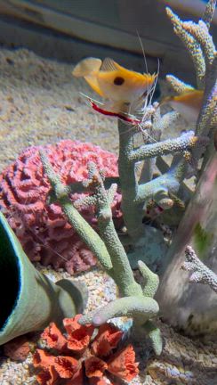 海遊館の生き物たち、やっぱ大阪だからか？？の記事動画