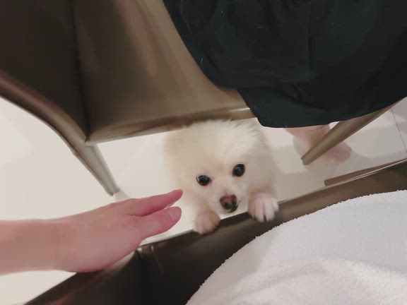 ☆最近のエルchan☆の記事動画