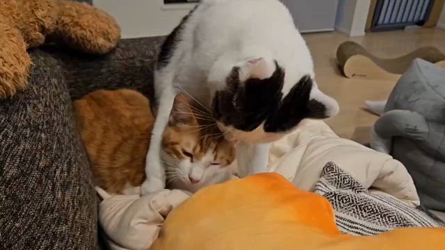 2025年もコツコツと活動していきます♪/ご支援への感謝♪の記事動画