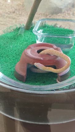 白蛇の記事動画