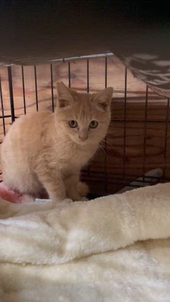 動画一覧｜「よこねこ」