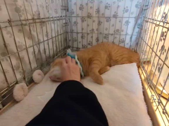 大人猫を保護しました。の記事動画