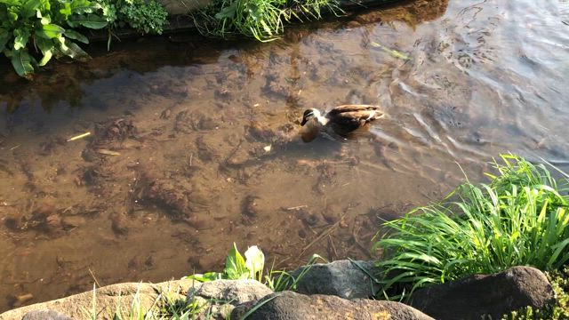 2025年　桜　立野公園ほかの記事動画
