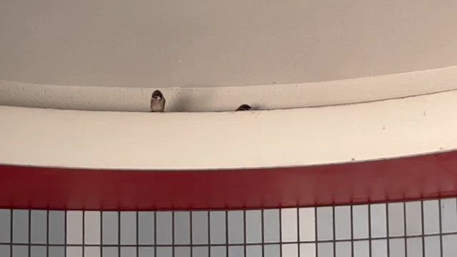 珍しいお客様の記事動画