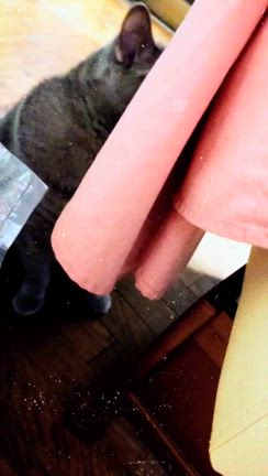 動く我が家の王子様の記事動画