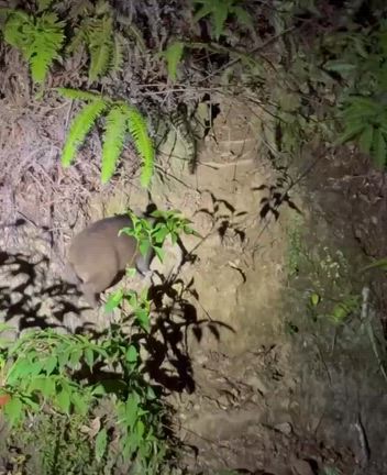 奄美大島② アマミノクロウサギナイトツアーの記事動画
