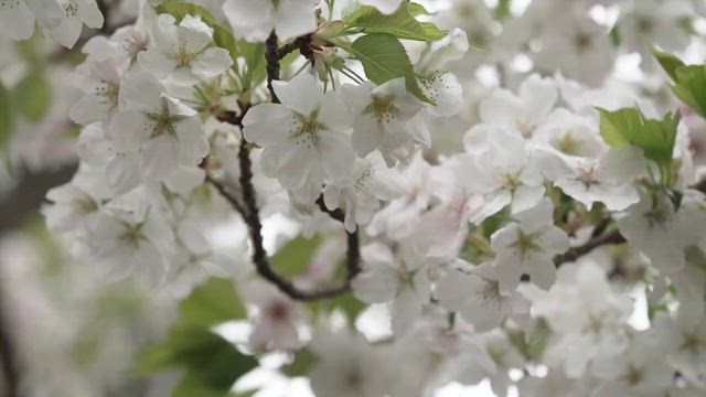 最高の贅沢散歩♡の記事動画