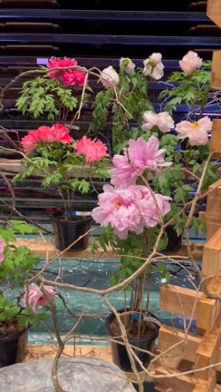 室内庭園綺麗でした( ´艸`)の記事動画