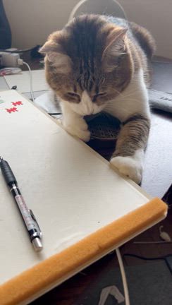 神さまの和歌の記事動画