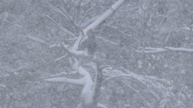 雪のオオワシの記事動画
