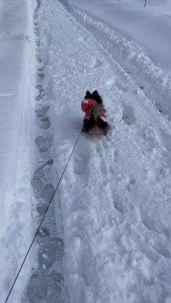 大寒波と大雪も楽しく~ヾ(*´∀｀*)ﾉの記事動画