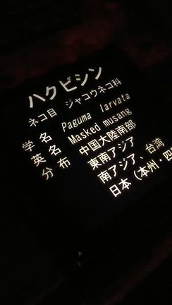 コウモリ　大阪天王寺動物園８月写真のみ　その9の記事動画