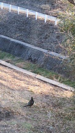 喧嘩カラスとビビるキジ君の記事動画