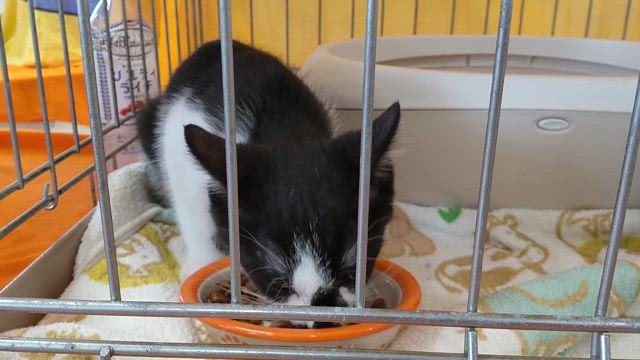 譲渡会は暑かった！の記事動画