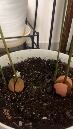 アサイーボウルの記事動画