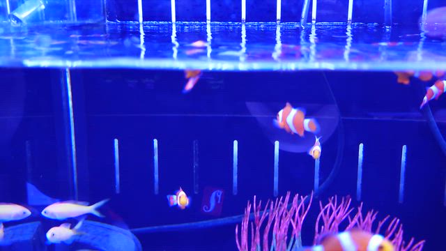 各コーナー入荷&新商品！の記事動画