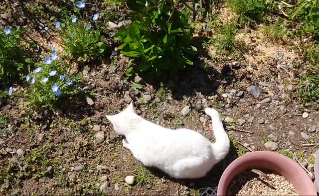 春を探そうの記事動画