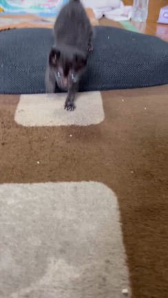 子猫ちゃん紹介とご支援のお礼ですの記事動画