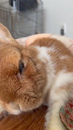 2024年7月17日　ぽちちゃん闘病編　最終章②の記事動画