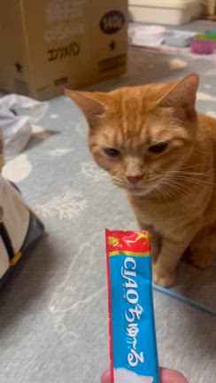 リアクション薄〜CMこないなぁ・・の記事動画