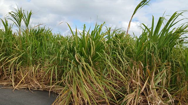 またね久米島タイムの記事動画