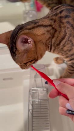 夏祭りの記事動画