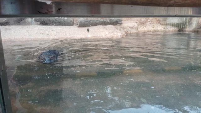 久しぶりの東山動植物園その➁の記事動画