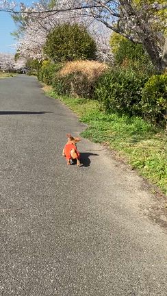 5年前はこんなに元気に走ってたマロンの記事動画