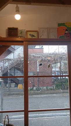 おうちの決まった小鳥さんのご紹介です！の記事動画