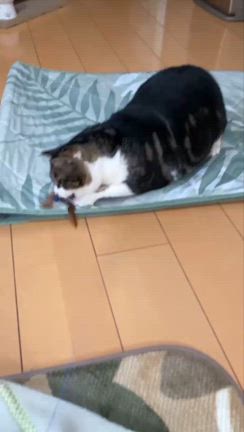 ●子猫きたー♪/おとな猫のお茶目さと可愛さを楽しんでます♪の記事動画
