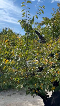 神社に呼ばれたような日の記事動画