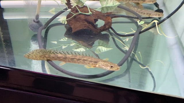 ☆poアンソルギー！☆ | サンズアクアプロジェクトのブログ