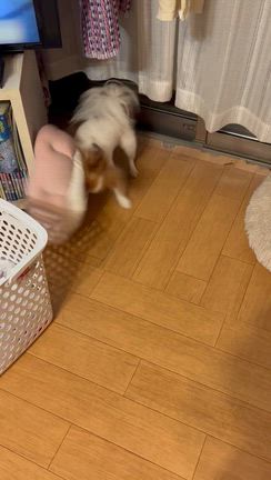 犬〔息子〕達の為に。の記事動画