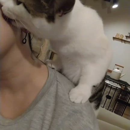 ●子猫きたー♪/おとな猫のお茶目さと可愛さを楽しんでます♪の記事動画