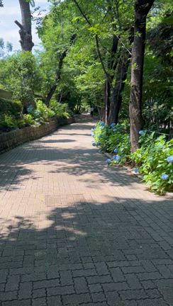 紫陽花を求めてお散歩の記事動画