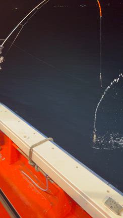 スピネギ、夜ヤリイカ募集中の記事動画