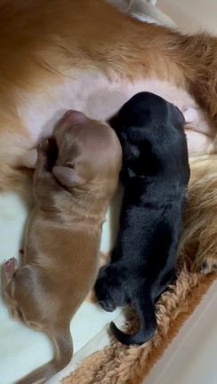 元旦翌日の出産となり、の記事動画