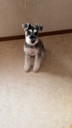 小梅ちゃんの記事動画