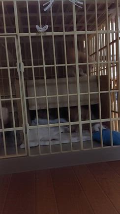 ハッチお空への記事動画